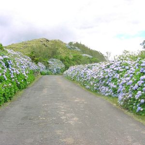 Estrada_tipica_dos_Açores,_caminhos_de_hortensias,_Interior_da_ilha_Terceira,_Açores,_Portugal